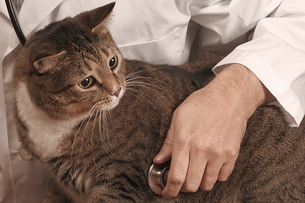 A tabby cat with green eyes sits in a veterinarian's lap. The vet, wearing a white coat, is using a stethoscope to examine the cat. The cat appears calm and is looking to the side.