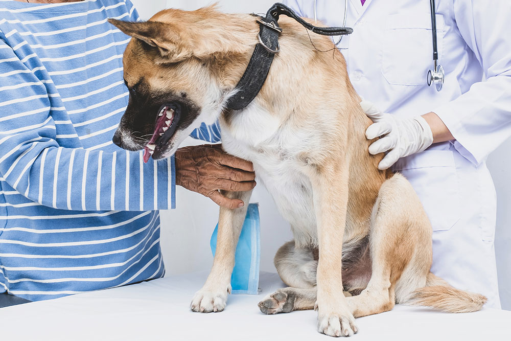 A brown and white dog sits on an exam table, being comforted by a person in a striped shirt while a veterinarian in a white coat and gloves examines the dog.