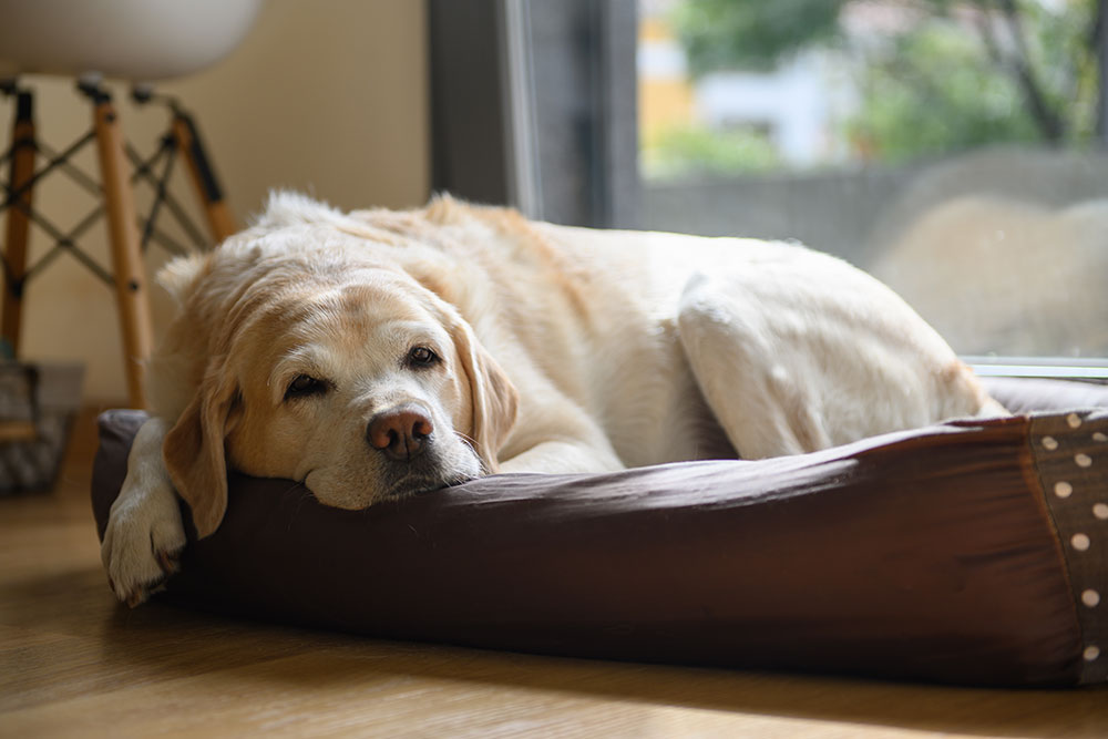 A yellow Labrador retriever is lying on a brown dog bed near a window, looking relaxed and content as sunlight streams in, illuminating its fur.