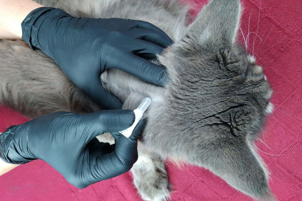 A person wearing black gloves is administering a topical treatment to the back of a gray cat’s neck on a red fabric surface.