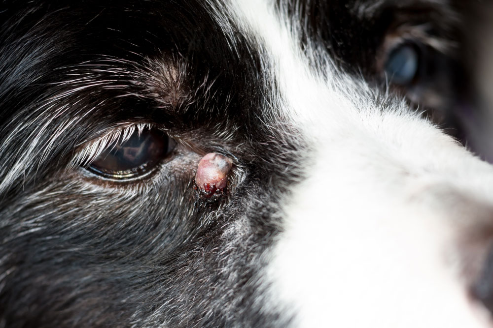Close-up of a black and white dog's face focusing on a small growth near its eye. The fur is glossy and the dog's eye is partly visible, showing a calm expression.