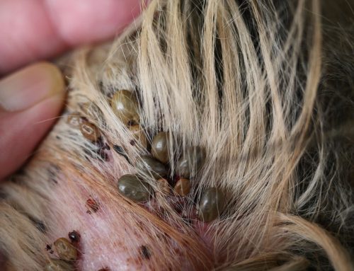 Itching That Won’t Quit? It Could Be Flea Allergy Dermatitis