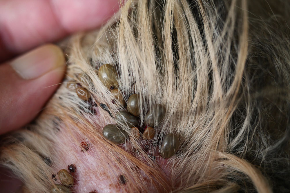 A close-up of a person parting the fur of an animal, revealing several ticks attached to the pink skin underneath the light brown hair.