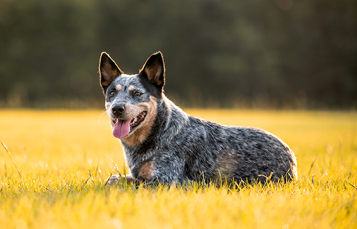 A blue heeler dog lying down on a grassy field, looking healthy after a visit to the veterinarian. The dog has a short coat with a mix of black, grey, and white fur, erect ears, and an open mouth with its tongue hanging out. The background is blurred with warm sunlight, giving a golden glow to the scene.