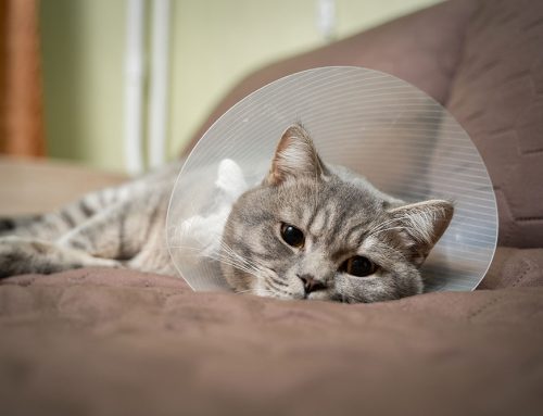 Common Pet Surgeries at Adamson Veterinary Services: What Owners Need to Know