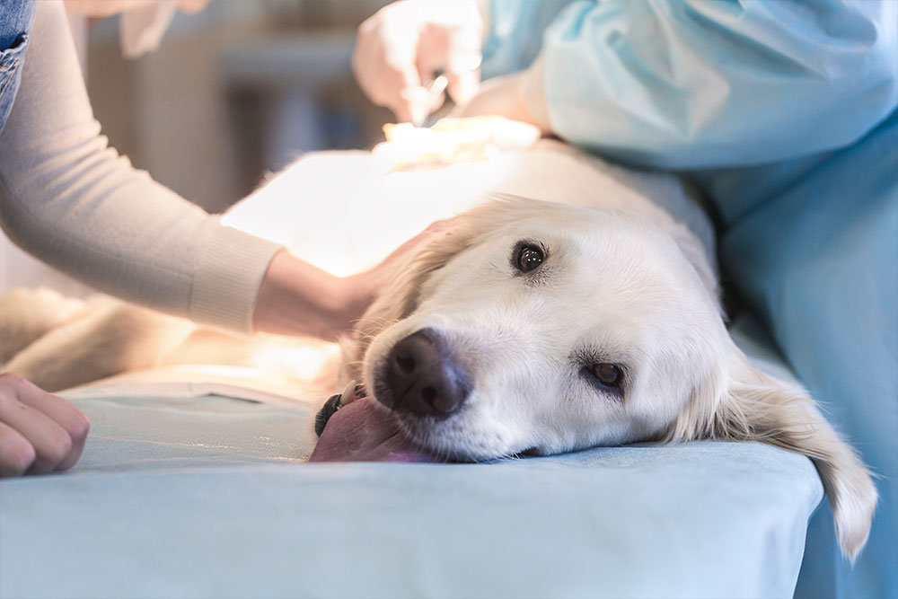 A relaxed dog lying on its side on a veterinary exam table. Hands of two people, one in a blue gown and gloves, attend to the dog. The dog is looking content, with its tongue slightly out.